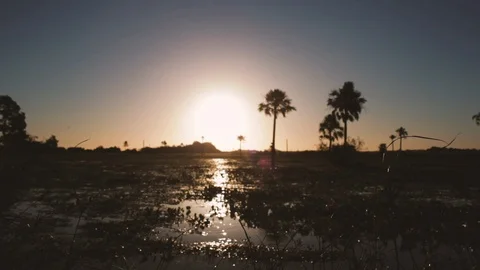 Sunshine in a Swamp in Esteros de Ibera Stock Footage 101033785