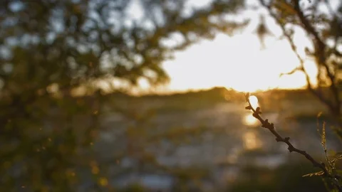 Sunshine in a Swamp in Esteros de Ibera Stock Footage 101033923