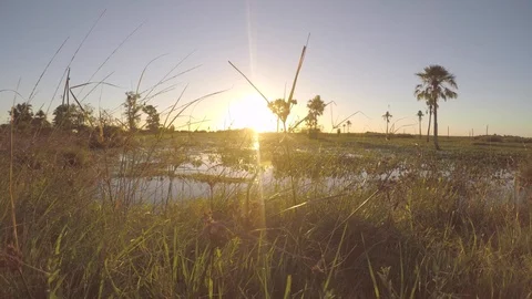Sunshine on Swamp Video stock 98952323