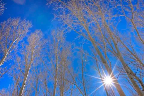 Sunshine through aspen trees. Stock Photos