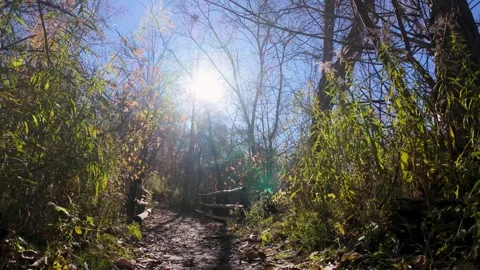 Sunshine Through Autumn Trees and Wooden Bridge Nature Video Video stock 336982380