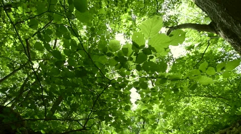 Sunshine Through Beech Trees Stock Footage 51166012