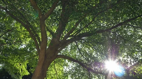 Sunshine through big green tree in beautiful nature Stock Footage 95020809