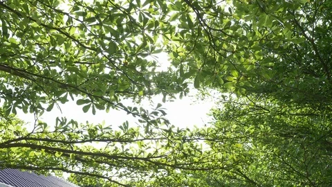 Sunshine through big green tree in beautiful nature Stock Footage 99327215