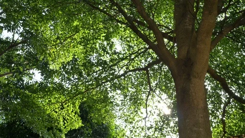 Sunshine through big green tree in beautiful nature Stock Footage 110385159