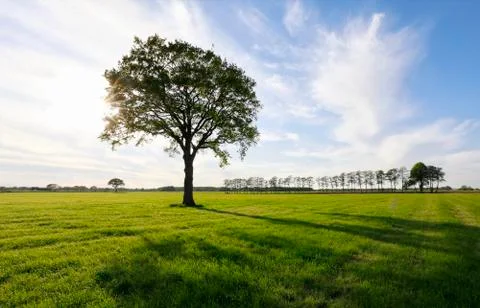 Sunshine through big oak tree on green meadow Stock Photos