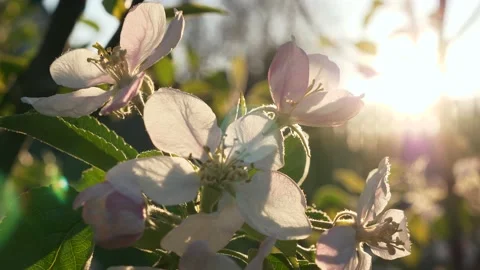 Sunshine Through Blossom Flowers on Fruit Tree. Evening Morning Backyard Orchard Video stock 196082685