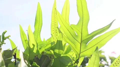 Sunshine through the blowing on wind fern plant closeup. Stock Footage 83245075