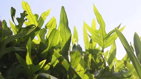 Sunshine through the blowing on wind fern plant closeup. Stock Footage 83245098