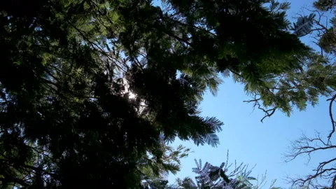 Sunshine through branches of fir tree in summer, blowing in wind. Slow motion. Stock Footage 157868773