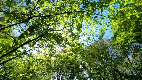Sunshine through branches Stock Footage 152976146