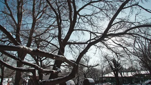 Sunshine through the branches - winter dead tree snow scene Stock Footage 233590496