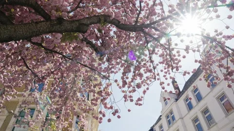 Sunshine through a cherry blossom tree surrounded by buildings  in Bonn, Germany Stock Footage 155616328