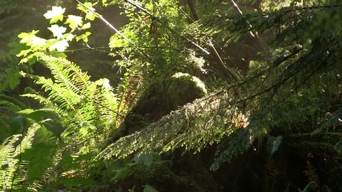Sunshine through dewy trees in forest 01 Stock-Footage 82872580