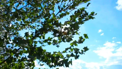 Sunshine through foliage Stock Footage 71319270