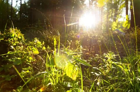 Sunshine through foliage in forest Stock Photos