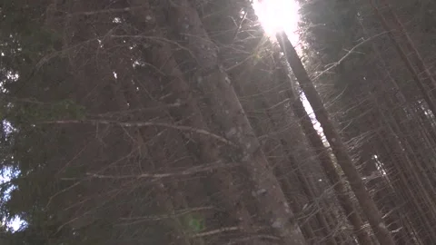 Sunshine through forest Stock Footage 137643828