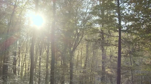 Sunshine Through The Forest Stock Footage 142303125