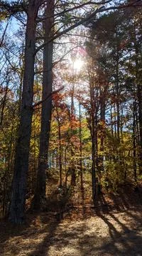 Sunshine Through Forest 库存照片