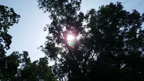 Sunshine through Forest Tree 動画素材 126949425