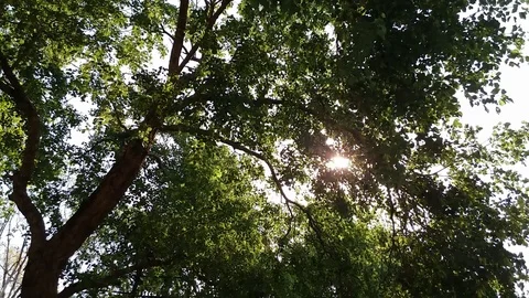 Sunshine through Forest Tree Stock Footage 126951858