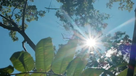 Sunshine Through Forest Trees and Plants Nature Panning Video Video stock 337195731