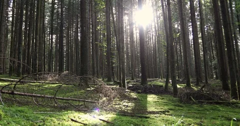 Sunshine through forest trees Stock Footage 95554777