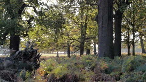 Sunshine through forest trees Video stock 148398271