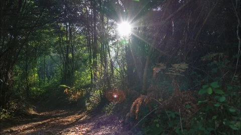 Sunshine through forest trees timelapse (Portugal) / Great sunbeam shot Stock Footage 120367376