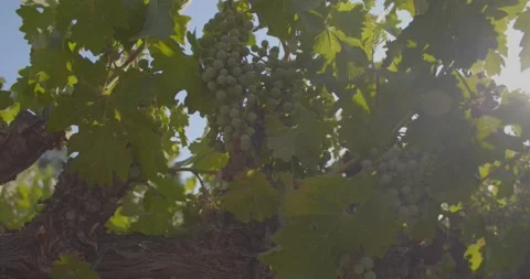 Sunshine through the grape leaves Stock Footage 158317229