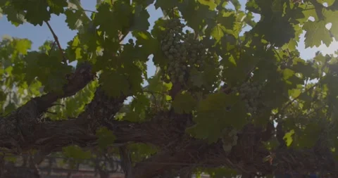 Sunshine through the grape vines Stock Footage 158317181