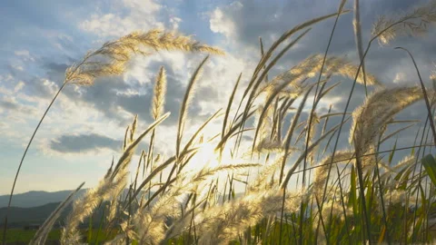 Sunshine through grass flower in the evening at sunset Stock Footage 134556314