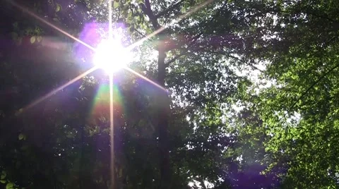 Sunshine through green foliage of the forest 00 Stock Footage 58286900