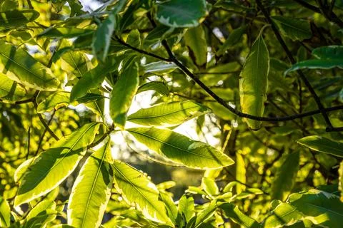 Sunshine through green leafs background Stock Photos