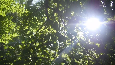 Sunshine through the leaves 005 Stock Footage 79618414