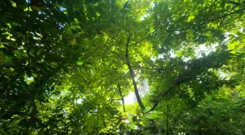 Sunshine through the leaves and branches Stock Footage 169353637