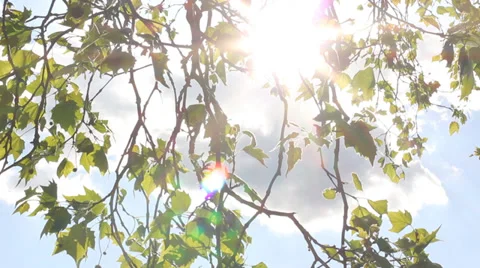 Sunshine Through Leaves Background Vídeo Stock 38109284