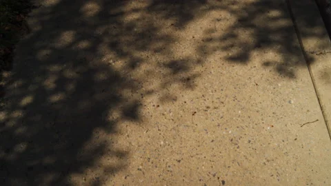 Sunshine Through the Leaves Cast Shadows onto the Ground Stock Footage 168642471