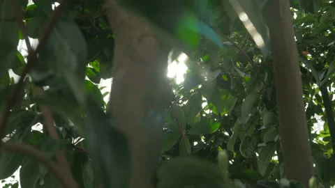 Sunshine through the leaves Stock Footage 87001211