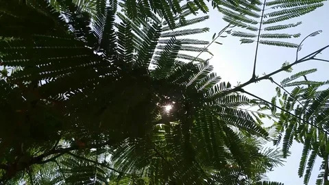 Sunshine through Leaves Stock Footage 108897563