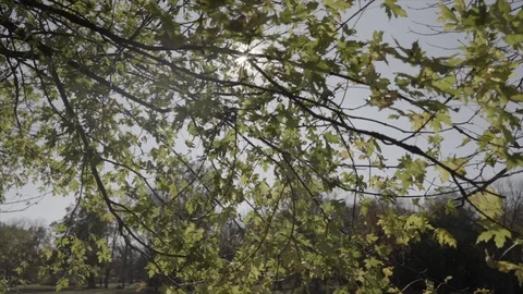 Sunshine Through Leaves 库存影片 122584485