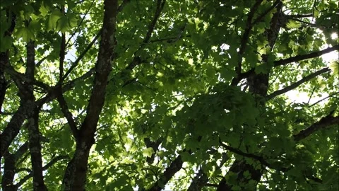 Sunshine through leaves Stock-Footage 131915602