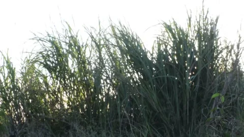 Sunshine through the leaves Stock Footage 157407068