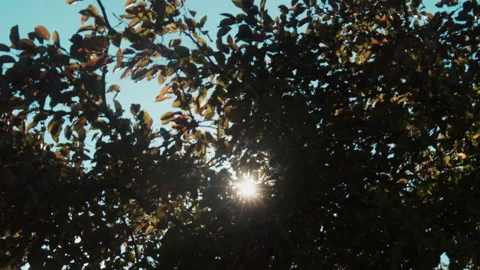 Sunshine Through the Leaves Stock Footage 168635024