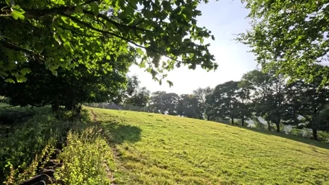 Sunshine through Leaves Stock Footage 283399591