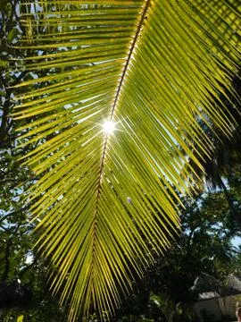 Sunshine through the leaves of palm tree Stock Photos