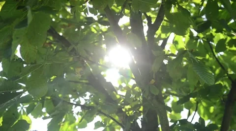 Sunshine through leaves of a tree Stock Footage 42852794