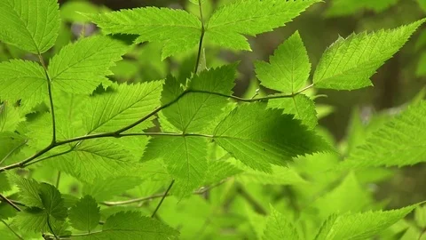 Sunshine through leaves on tree Stock Footage 82872481