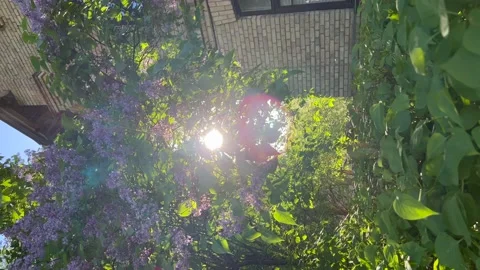 Sunshine through lilac branches. Vertical video Stock Footage 195470410