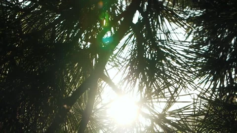 Sunshine through long pine needles. Pine branch in the rays of the dawn sun. Stock Footage 143133034
